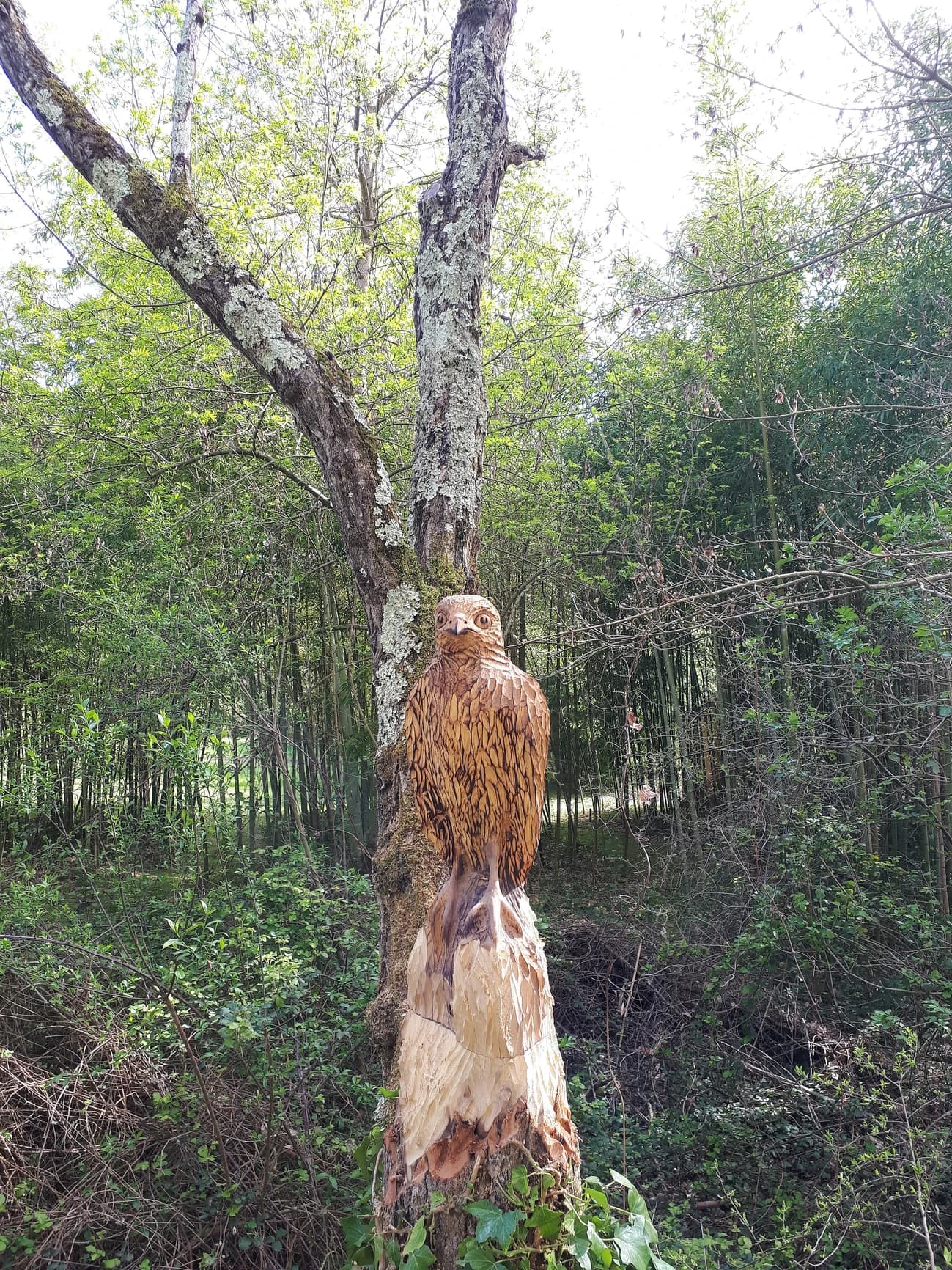 Sculpture bois epervier n°1