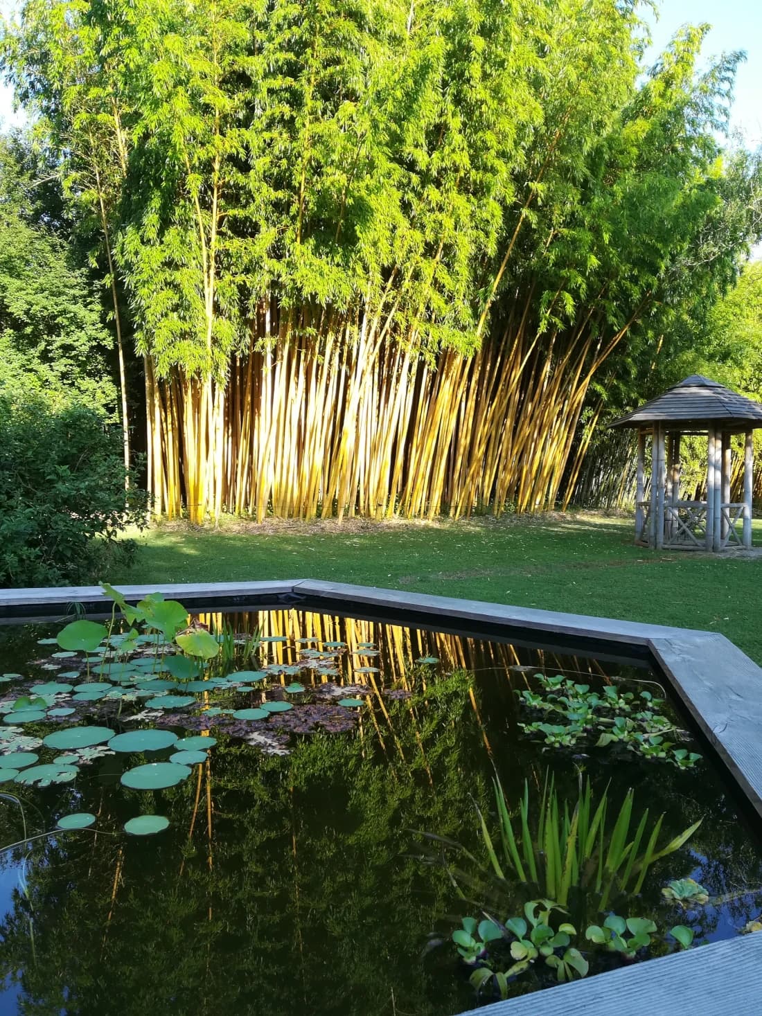 Parc aux bambous